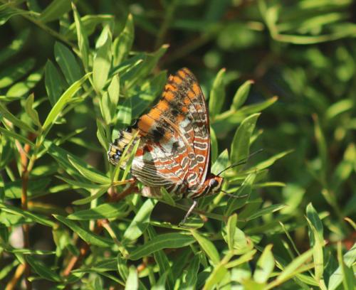 Réf. 328 674 : Charaxes jasius